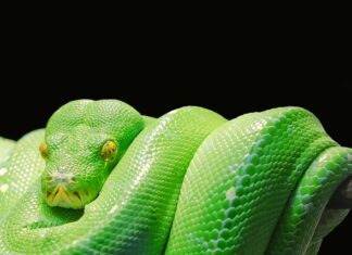 Jaki certyfikat Python?