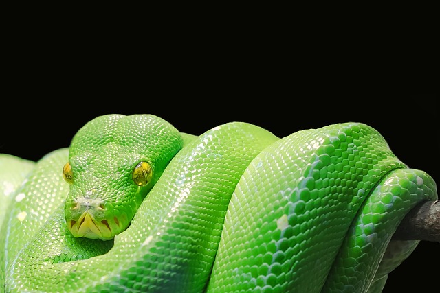 Jaki certyfikat Python?